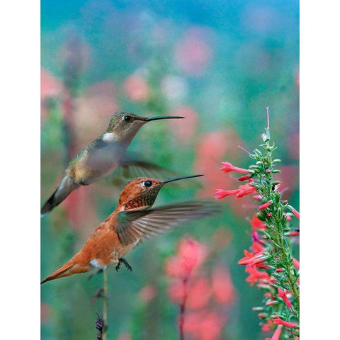 Rufous Hummingbird and Broad Tailed Hummingbirds at Penstemon Black Modern Wood Framed Art Print with Double Matting by Fitzharris, Tim