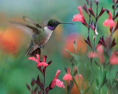 Black Chinned Hummingbird White Modern Wood Framed Art Print with Double Matting by Fitzharris, Tim