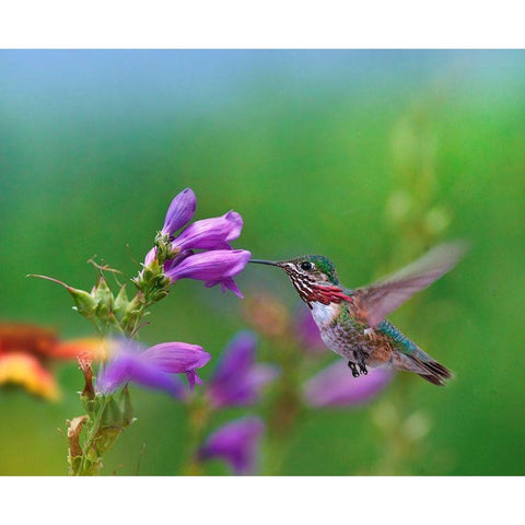 Caliope Hummingbird feeding at Penstemon White Modern Wood Framed Art Print by Fitzharris, Tim