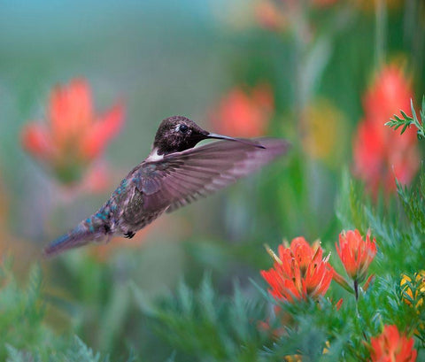 Black Chinned Hummingbird with Indian Paintbrush White Modern Wood Framed Art Print with Double Matting by Fitzharris, Tim