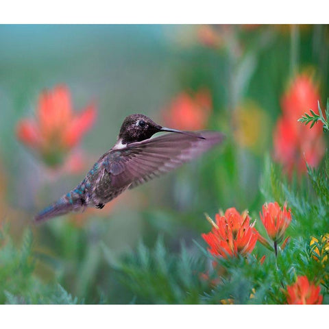 Black Chinned Hummingbird with Indian Paintbrush Black Modern Wood Framed Art Print with Double Matting by Fitzharris, Tim