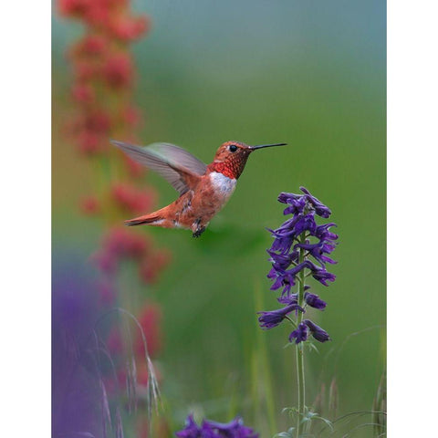 Rufous Hummingbird Hill Country Gold Ornate Wood Framed Art Print with Double Matting by Fitzharris, Tim