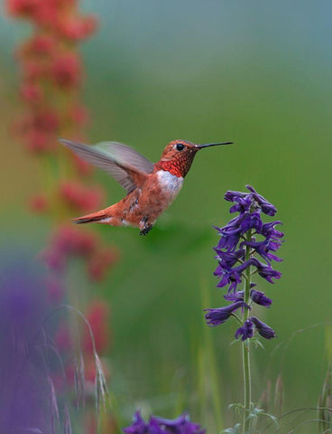 Rufous Hummingbird Hill Country Black Ornate Wood Framed Art Print with Double Matting by Fitzharris, Tim