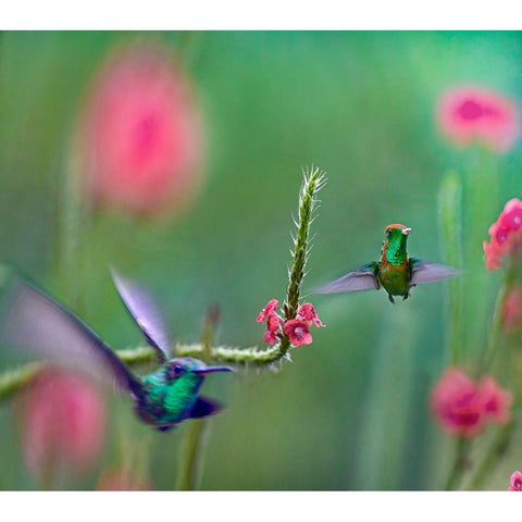 Tifted Coquette Hummingbird Black Modern Wood Framed Art Print with Double Matting by Fitzharris, Tim
