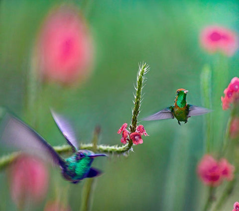 Tifted Coquette Hummingbird White Modern Wood Framed Art Print with Double Matting by Fitzharris, Tim