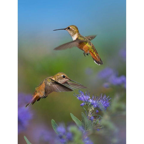 Broad Tailed Hummingbird Gold Ornate Wood Framed Art Print with Double Matting by Fitzharris, Tim