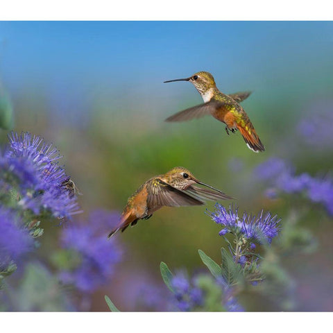 Broad Tailed Hummingbirds Black Modern Wood Framed Art Print with Double Matting by Fitzharris, Tim