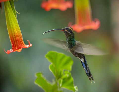 Green Hermit Hummingbird White Modern Wood Framed Art Print with Double Matting by Fitzharris, Tim