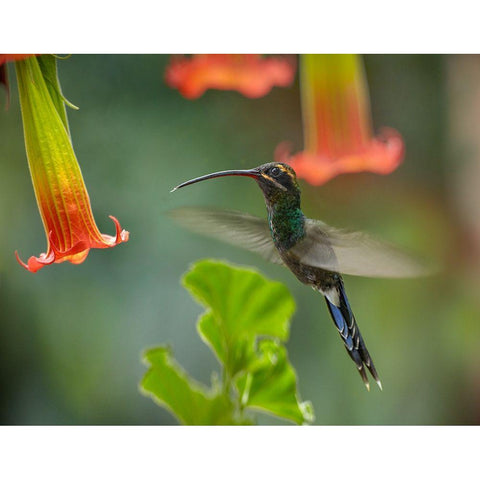 Green Hermit Hummingbird Black Modern Wood Framed Art Print with Double Matting by Fitzharris, Tim