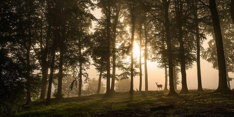 Deer in the morning mist. White Modern Wood Framed Art Print with Double Matting by Londal, Leif