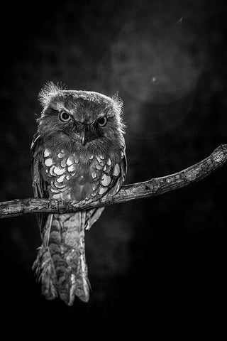 Alone in the night Black Ornate Wood Framed Art Print with Double Matting by Wilianto