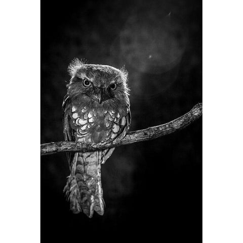 Alone in the night Black Modern Wood Framed Art Print with Double Matting by Wilianto