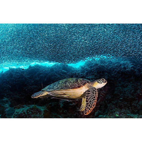 Turtle and Sardines White Modern Wood Framed Art Print by Jager, Henry