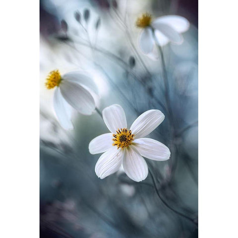 Cosmos White Modern Wood Framed Art Print by Disher, Mandy