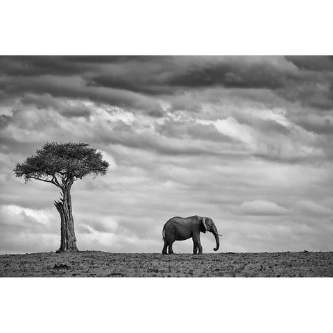 Elephant Landscape White Modern Wood Framed Art Print by Moreno, Mario