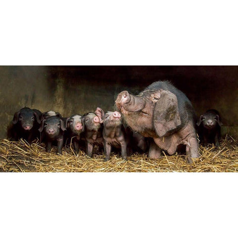 The wrinkled ones Gold Ornate Wood Framed Art Print with Double Matting by Van Den, Gert