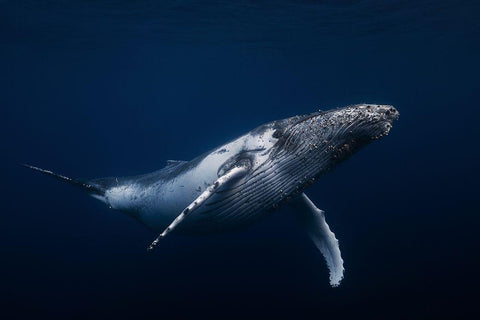 Humpback whale in blue White Modern Wood Framed Art Print with Double Matting by Gabriel, Barathieu