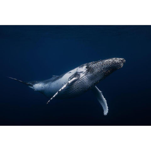 Humpback whale in blue Black Modern Wood Framed Art Print with Double Matting by Gabriel, Barathieu