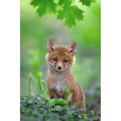 Red Fox Pup Black Modern Wood Framed Art Print with Double Matting by Kalathas, Nick