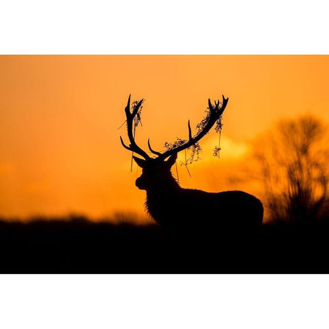 Red Deer Stag Silhouette Gold Ornate Wood Framed Art Print with Double Matting by Harling, Stuart