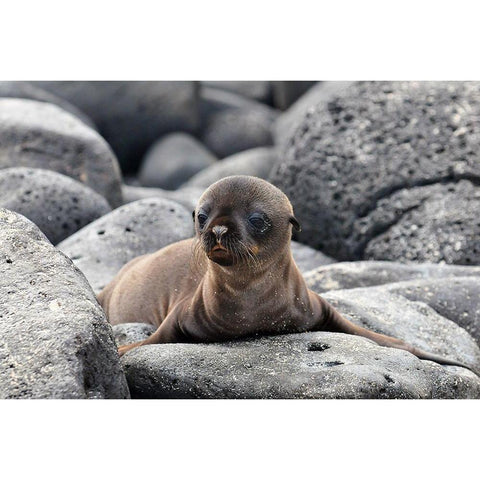 Galapagos Sea Lion pup Gold Ornate Wood Framed Art Print with Double Matting by Ben Tov, Ilan