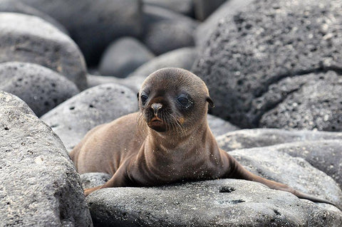 Galapagos Sea Lion pup Black Ornate Wood Framed Art Print with Double Matting by Ben Tov, Ilan