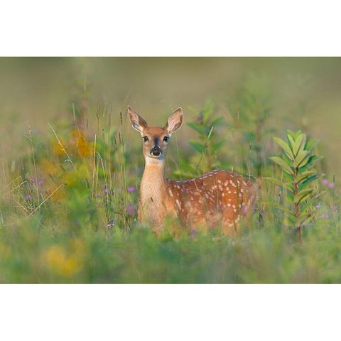Fragrance of Summer Gold Ornate Wood Framed Art Print with Double Matting by Kalathas, Nick