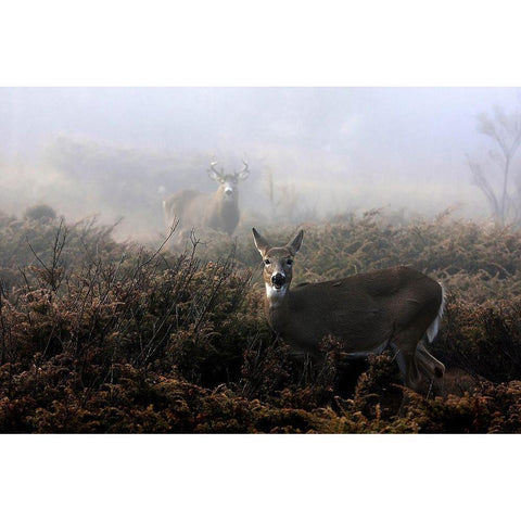 The rut in on  White tailed deer White Modern Wood Framed Art Print by Cumming, Jim