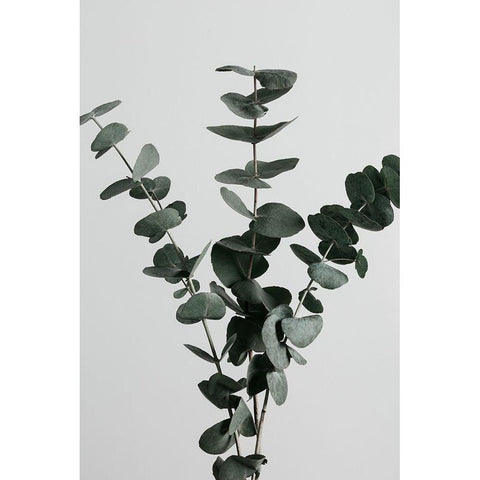 Eucalyptus Natural 01 White Modern Wood Framed Art Print by Artographie Studio