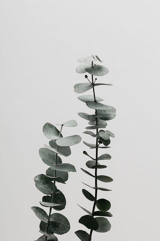 Eucalyptus Natural 03 Black Ornate Wood Framed Art Print with Double Matting by Artographie Studio