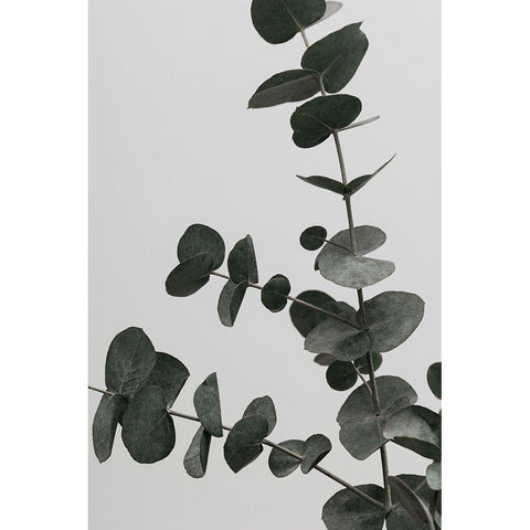 Eucalyptus Natural 05 White Modern Wood Framed Art Print by Artographie Studio