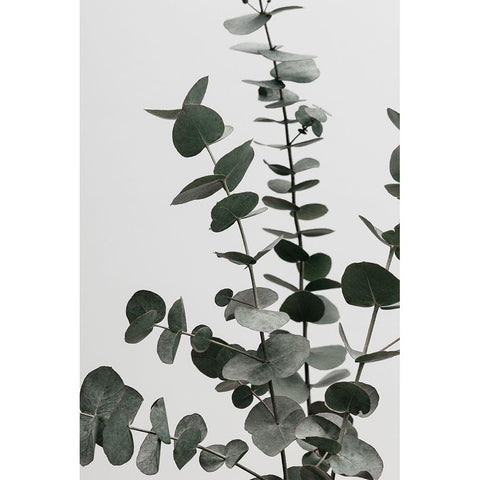 Eucalyptus Natural 07 Black Modern Wood Framed Art Print by Artographie Studio