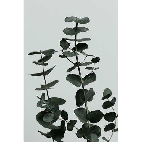 Eucalyptus Natural 11 Black Modern Wood Framed Art Print by Artographie Studio