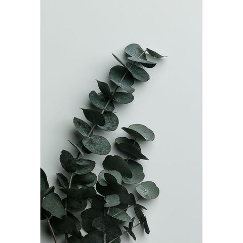 Eucalyptus Wall 01 Black Modern Wood Framed Art Print by Artographie Studio