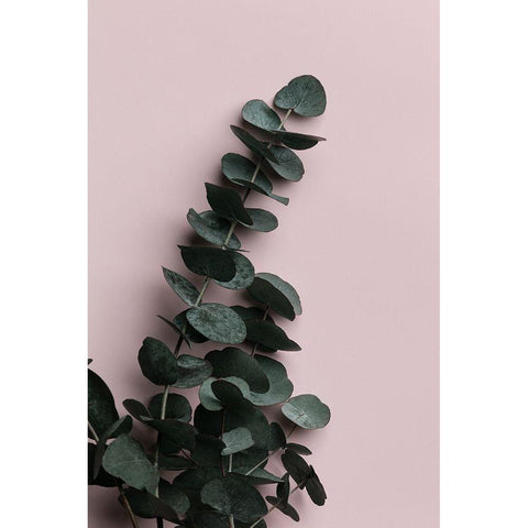 Eucalyptus Pink No02 White Modern Wood Framed Art Print by Artographie Studio