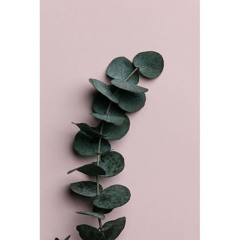 Eucalyptus Pink No 01 Black Modern Wood Framed Art Print with Double Matting by Artographie Studio