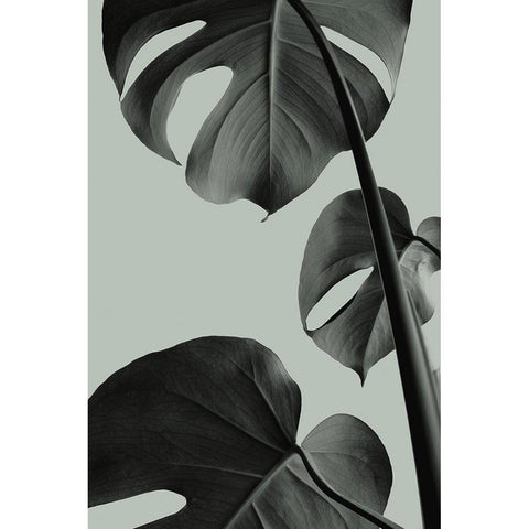 Monstera Teal 03 Black Modern Wood Framed Art Print with Double Matting by Artographie Studio