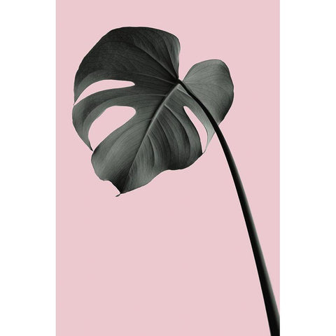 Monstera Pink No 02 White Modern Wood Framed Art Print by Artographie Studio