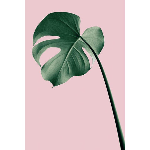 Monstera Pink No 05 White Modern Wood Framed Art Print by Artographie Studio