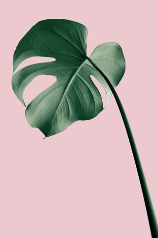 Monstera Pink No 05 White Modern Wood Framed Art Print with Double Matting by Artographie Studio