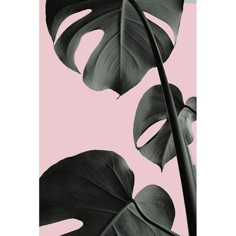 Monstera Pink No 03 White Modern Wood Framed Art Print by Artographie Studio