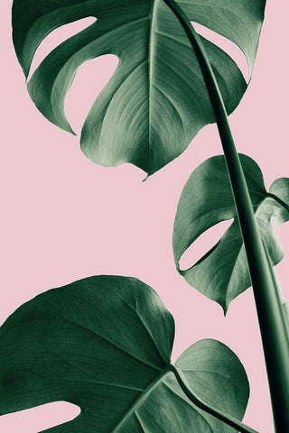 Monstera Pink No 06 White Modern Wood Framed Art Print with Double Matting by Artographie Studio