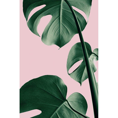 Monstera Pink No 06 White Modern Wood Framed Art Print by Artographie Studio