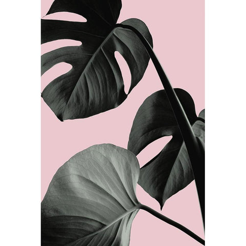 Monstera Pink No 04 Black Modern Wood Framed Art Print with Double Matting by Artographie Studio