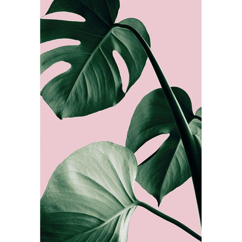 Monstera Pink No 07 Black Modern Wood Framed Art Print with Double Matting by Artographie Studio