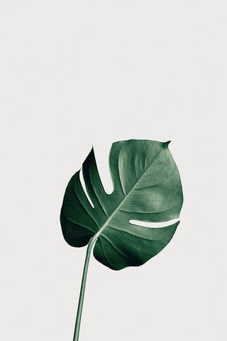 Monstera Natural 01 White Modern Wood Framed Art Print with Double Matting by Artographie Studio