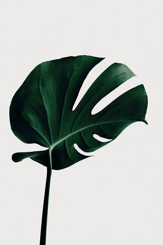 Monstera Natural 02 White Modern Wood Framed Art Print with Double Matting by Artographie Studio