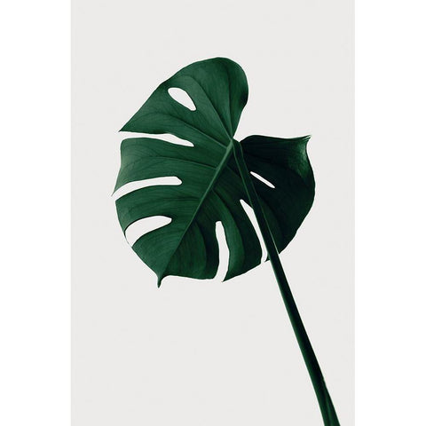 Monstera Natural 07 Black Modern Wood Framed Art Print with Double Matting by Artographie Studio