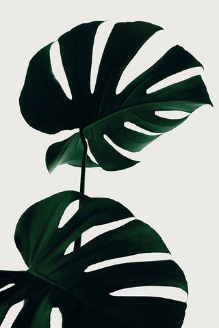 Monstera Natural 09 Black Ornate Wood Framed Art Print with Double Matting by Artographie Studio