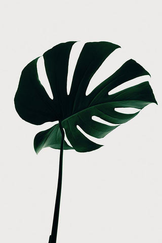 Monstera Natural 10 White Modern Wood Framed Art Print with Double Matting by Artographie Studio